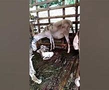 Kambing Melahirkan Kembar 1 Tahun